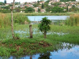 bluff nature reserve